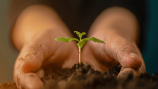 Read more about the article Hemp Climate Change